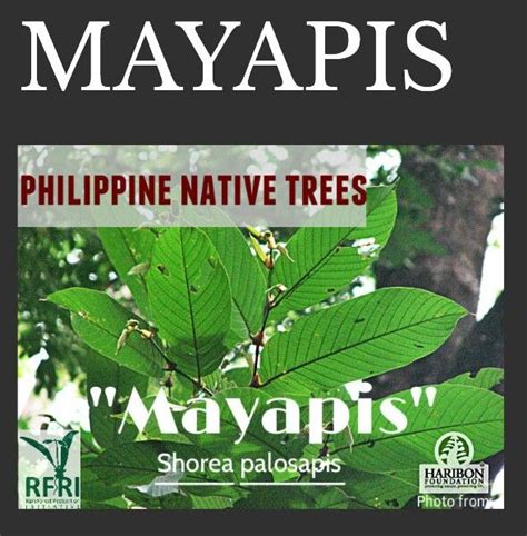 mayapis tree|Ano ang Ibig sabihin ng mayapis tree .